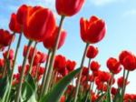 Plants & Flowers